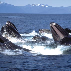 las Ballenas en Alaska son habituales compañeros de viaje de los Cruceros